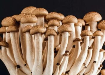 What Food Group is a Mushroom?