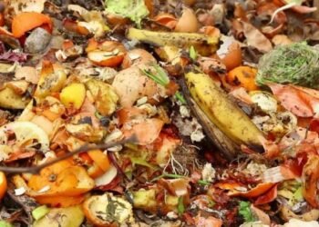 From Scraps to Soil: The Circular Journey of Food Waste