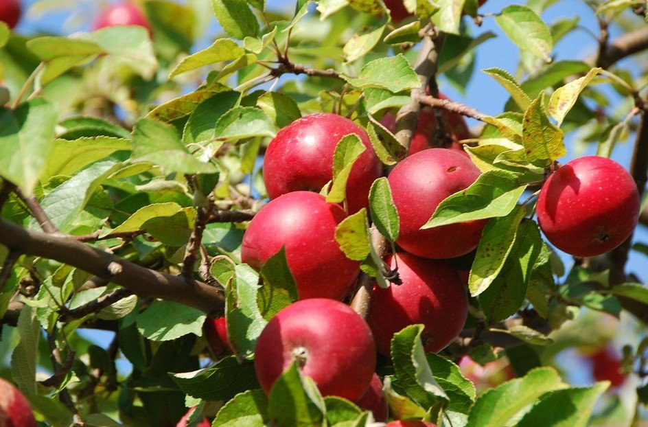 European Apple Prices: A Comparative Analysis in April’s Market Dynamics