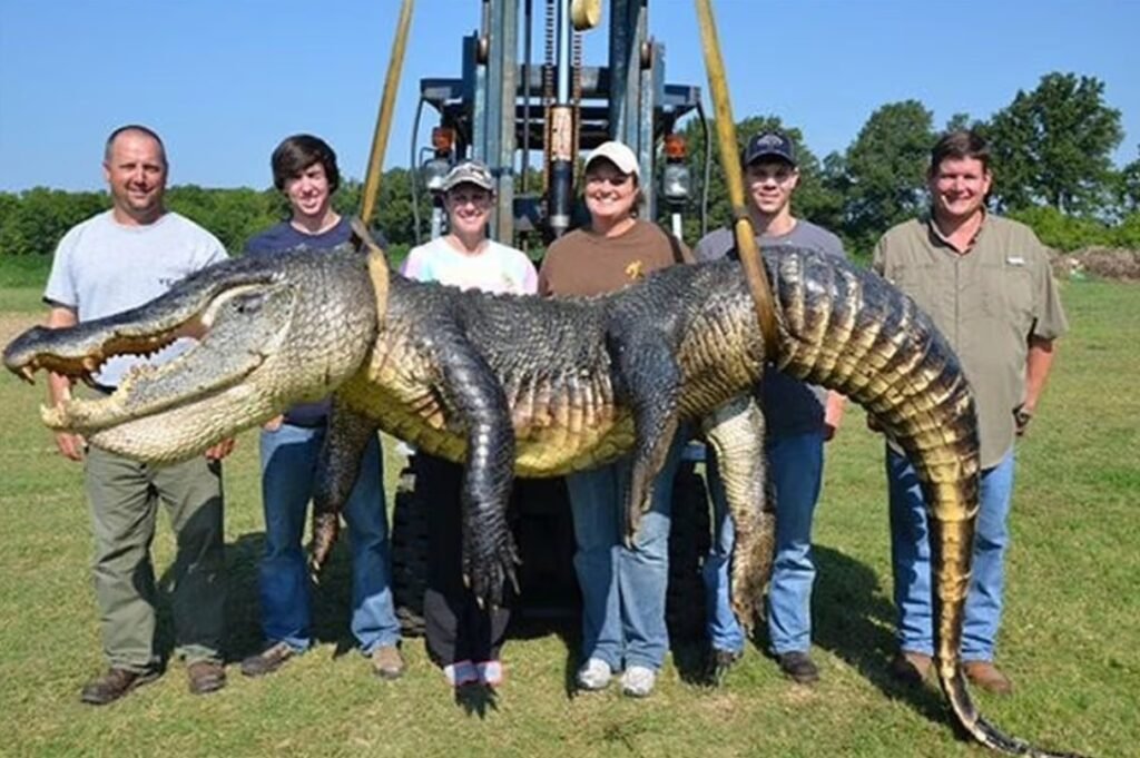 The Great Escape: Kansas City’s Alligator Hunt Comes to a Close