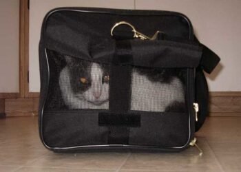 Best Kitten Bags for Travel in 2024: Top Transparent, Breathable, and Comfortable Cat Carriers
