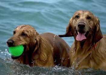 Canine Care in the Scorching Summer: A Guide to Keeping Your Dogs Safe and Cool