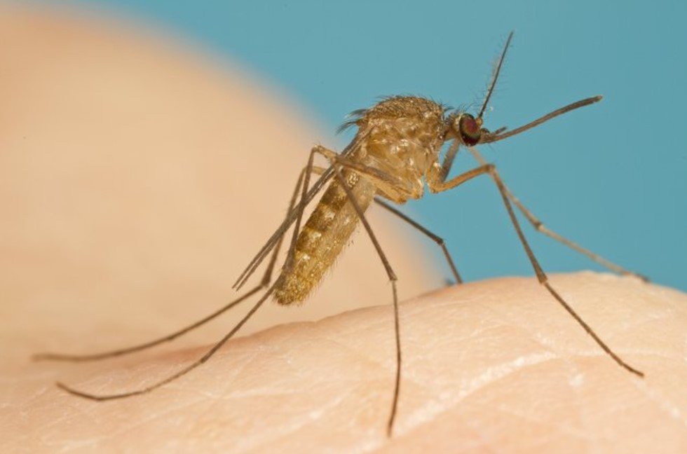 Mosquitoes Carrying West Nile Virus Multiply in Harris County