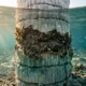 Galapagos corals record stronger El Nino climate change