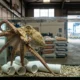 Nueva Pescanova cancelled Gran Canaria industrial octopus farm
