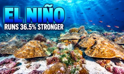 Galápagos corals El Niño 36.5 percent stronger