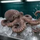 Nueva Pescanova octopus farm scrapped wild catch continues