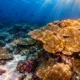 Galápagos corals show stronger El Niño carbon uptake