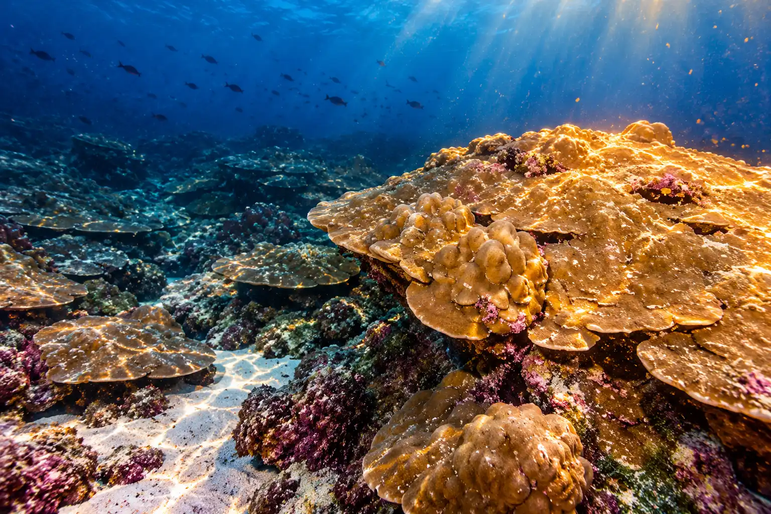 Galápagos corals El Niño 36.5 percent stronger