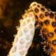 Stanford coral bleaching recovery by healthy clone contact